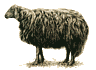 Das Balbas-Schaf