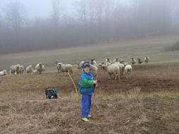 Nico Pies beim Schafe hten