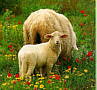 liebes Schaf